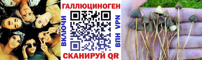 Галлюциногенные грибы Psilocybine cubensis  Бикин 
